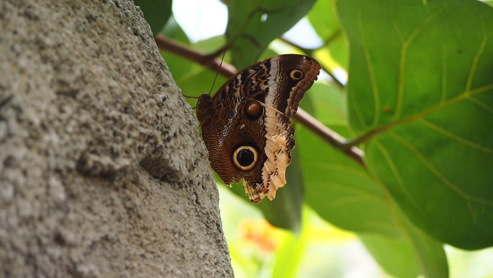 Olympus PEN E-PL3 sample photo. Butterfly, zoo, drawing photography