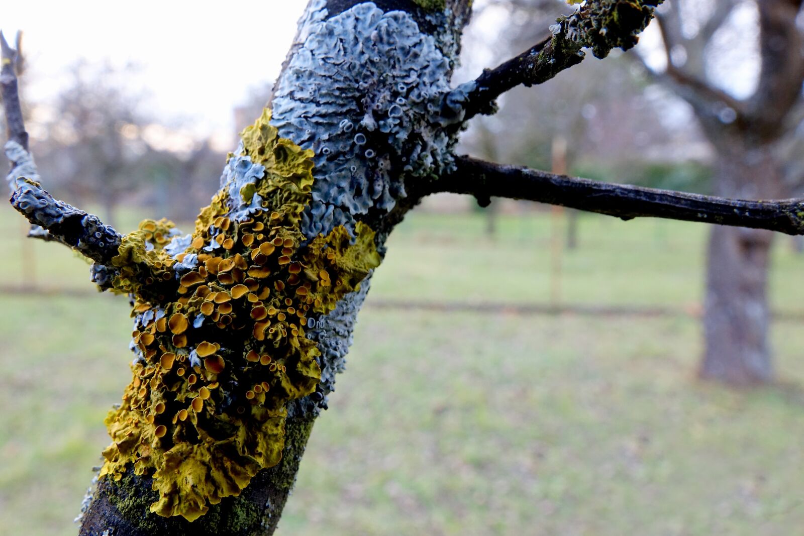 Sony Cyber-shot DSC-RX10 III sample photo. Weave, branch, nature photography