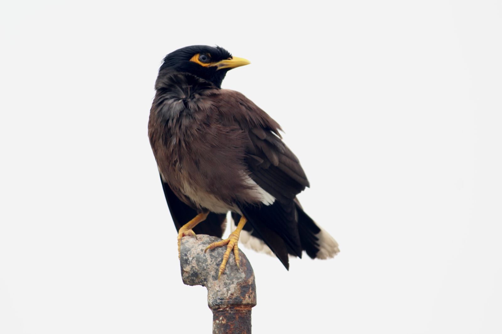 Canon EOS 1200D (EOS Rebel T5 / EOS Kiss X70 / EOS Hi) sample photo. Myna, common myna, acridotheres photography