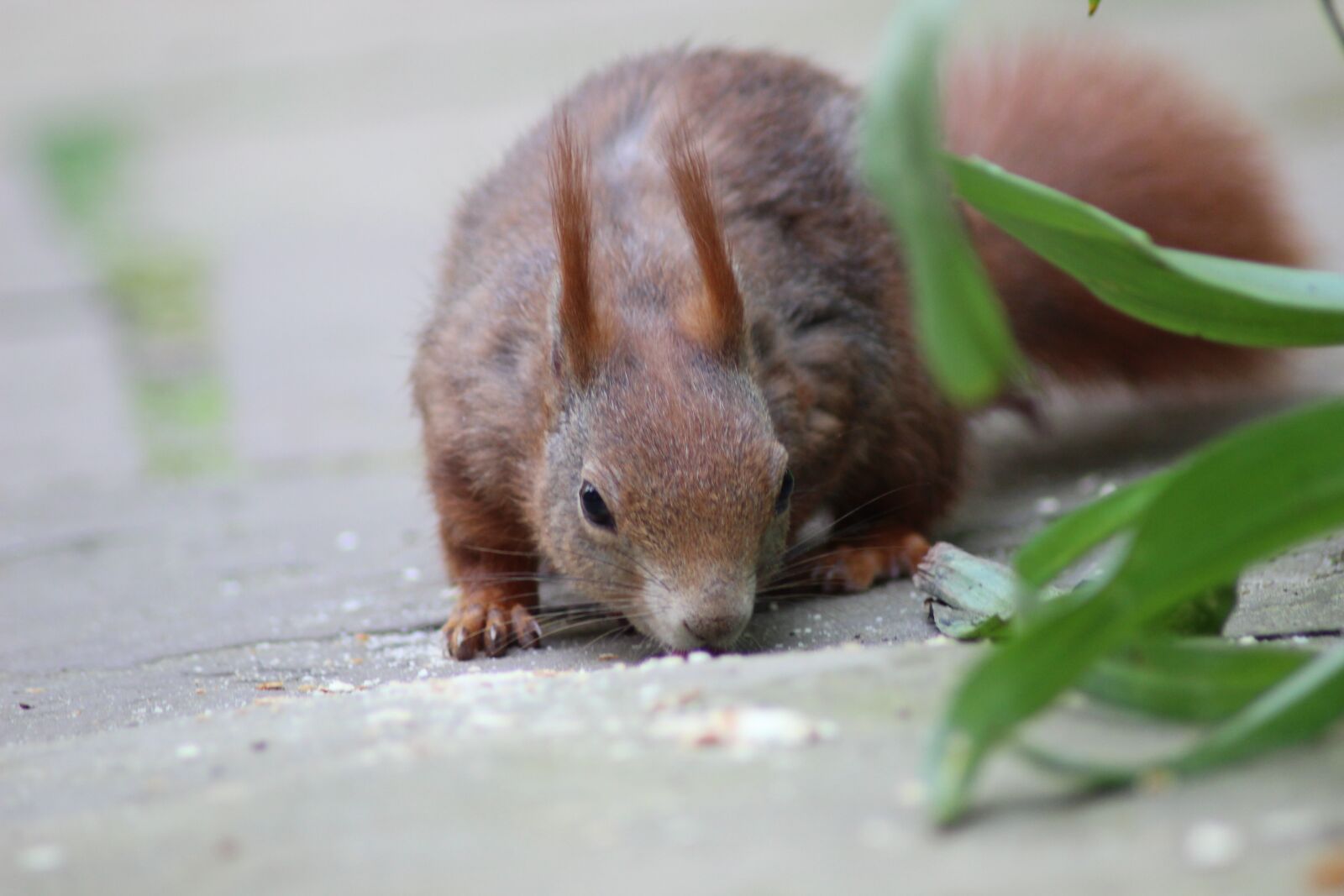 Canon EOS 600D (Rebel EOS T3i / EOS Kiss X5) sample photo. Squirrel, creature, nager photography