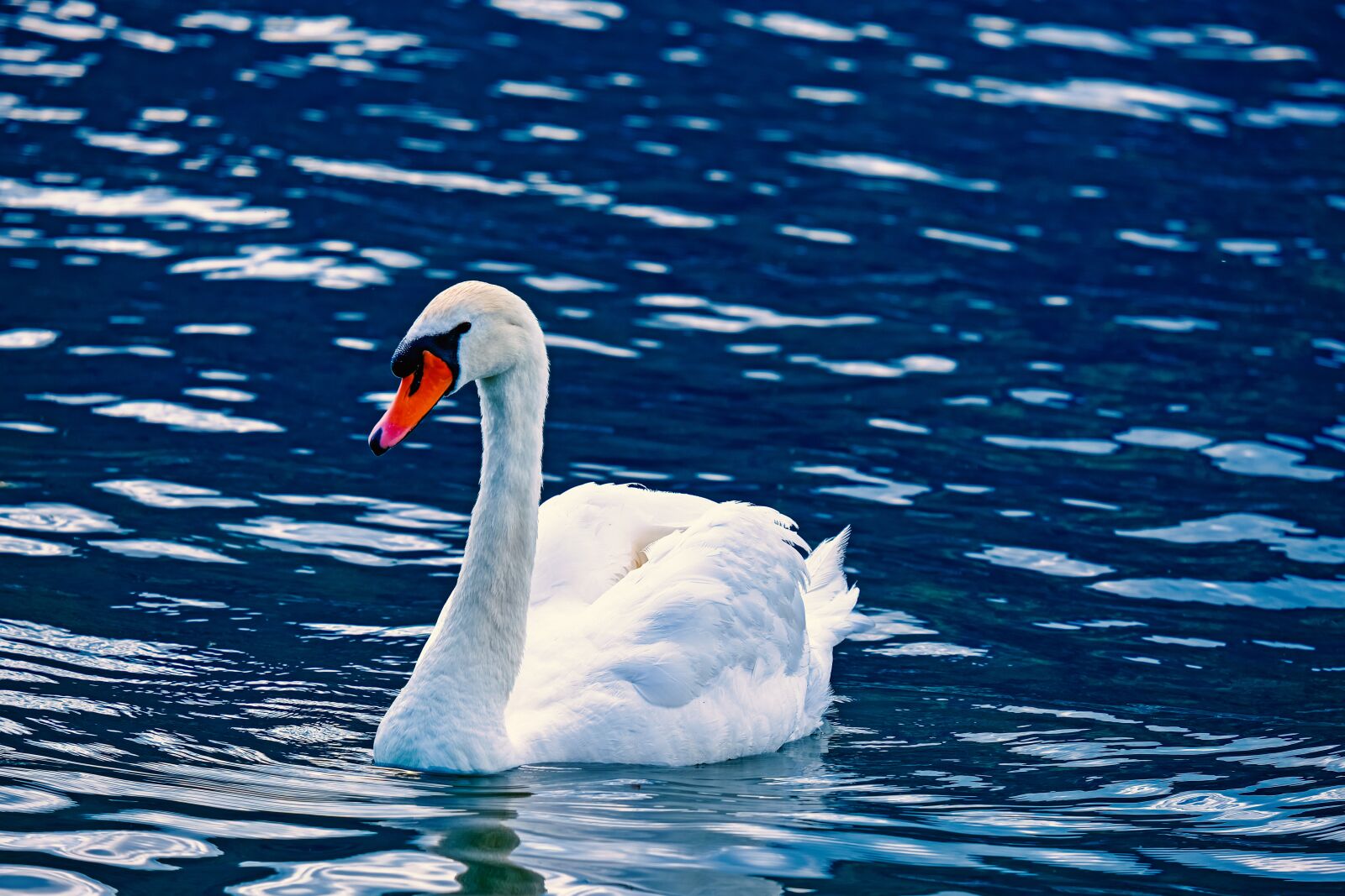Fujifilm X-T3 sample photo. Swan, animal, water bird photography
