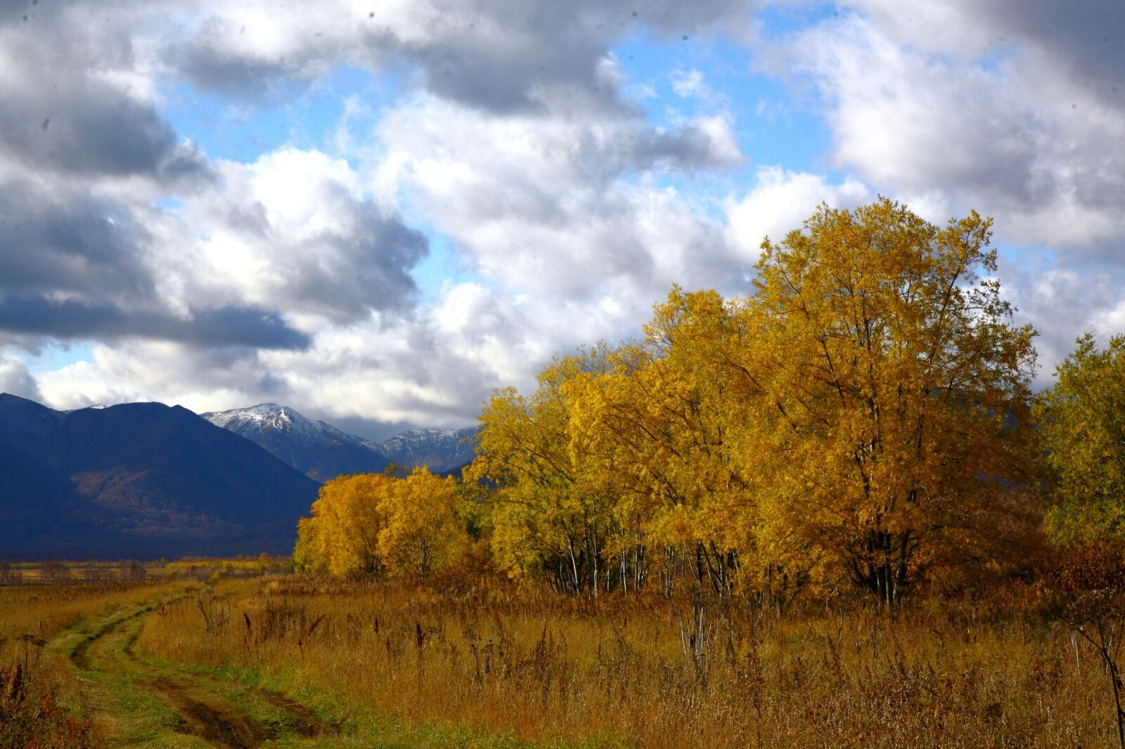 Canon EOS 5D sample photo. Autumn, forest, trees photography