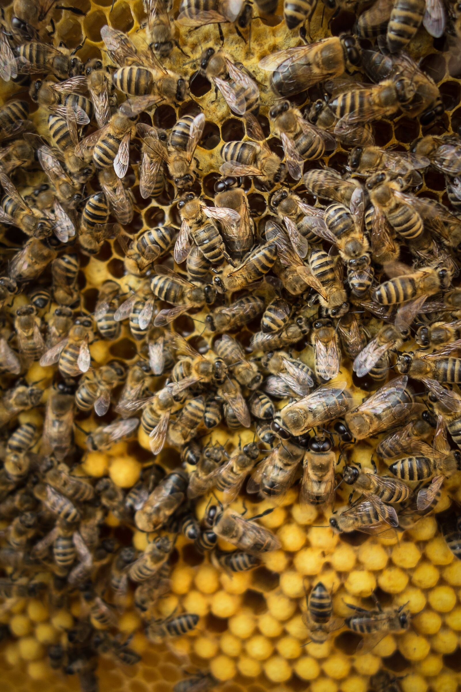 Sony Cyber-shot DSC-RX100 sample photo. Bee, wax, hive photography
