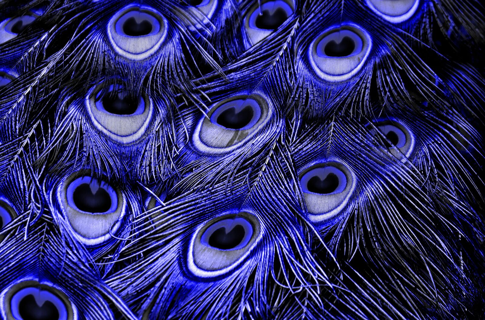 Nikon D7200 sample photo. Peacock feathers, color, plumage photography