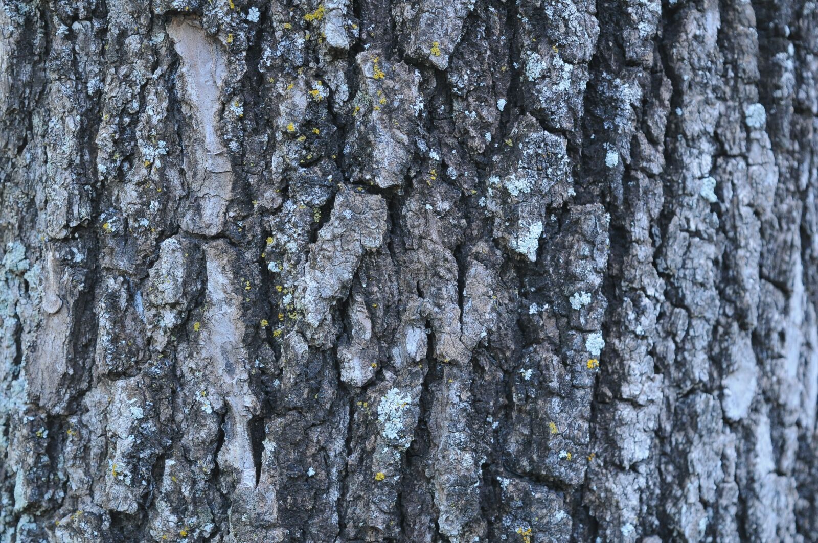 Nikon D300S sample photo. Oak, wood, texture photography
