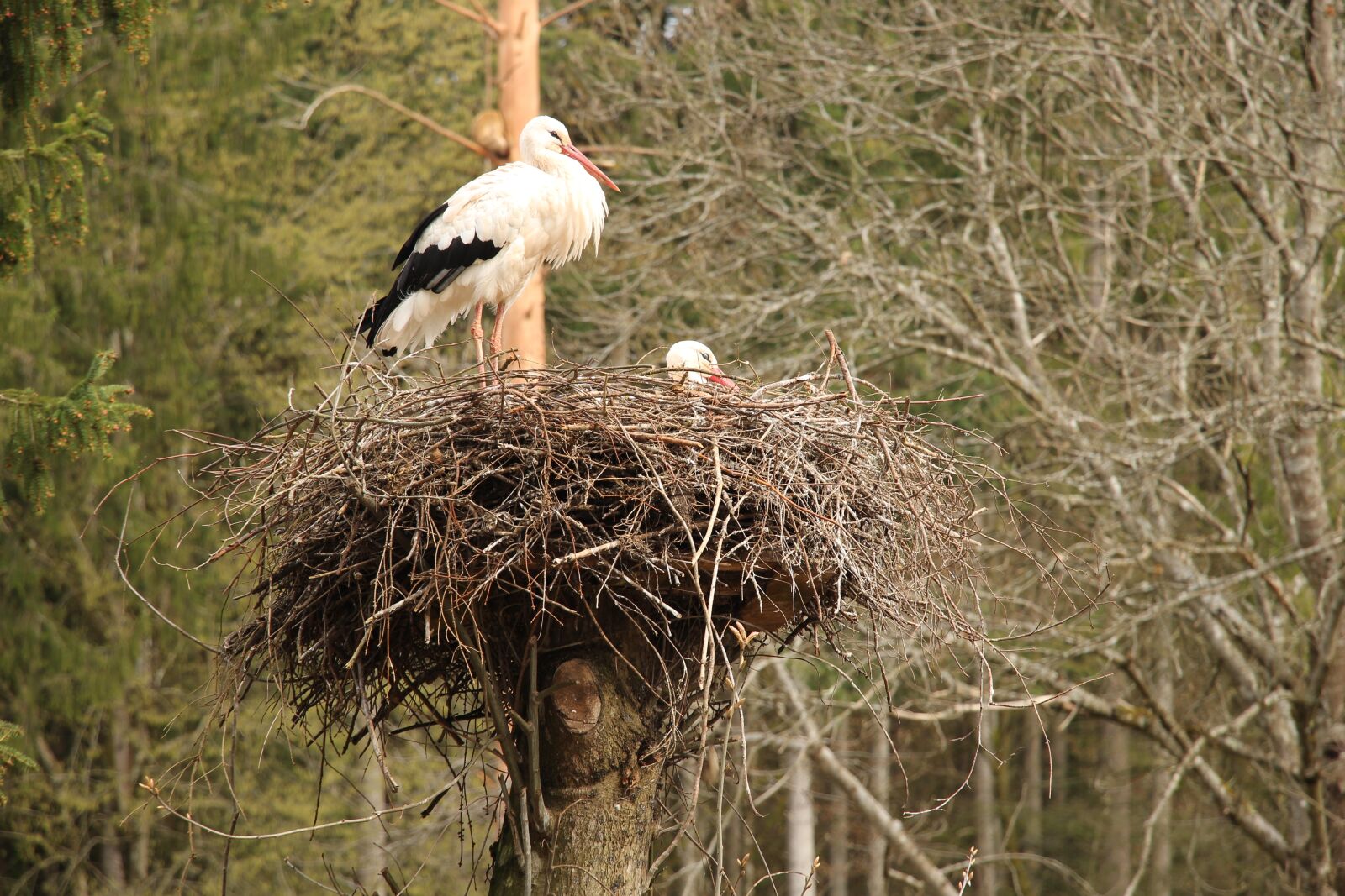 Canon EOS 700D (EOS Rebel T5i / EOS Kiss X7i) sample photo. Nature, bird, animal world photography