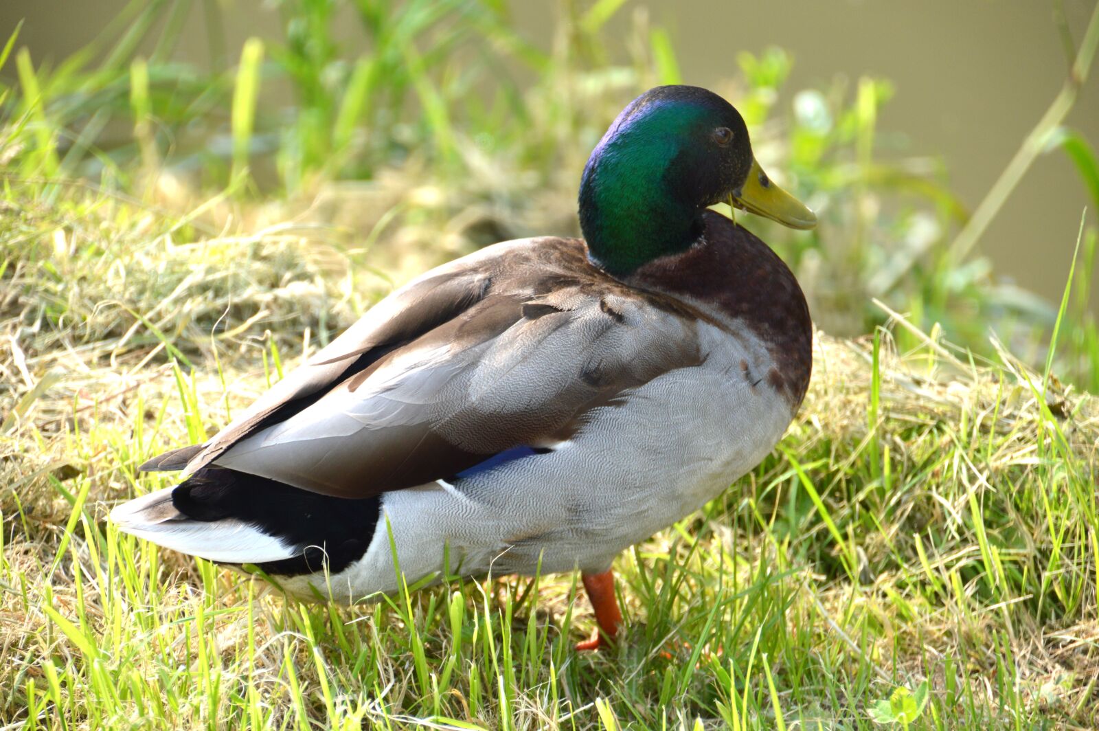 Nikon D3200 sample photo. Animal, duck, mallard photography