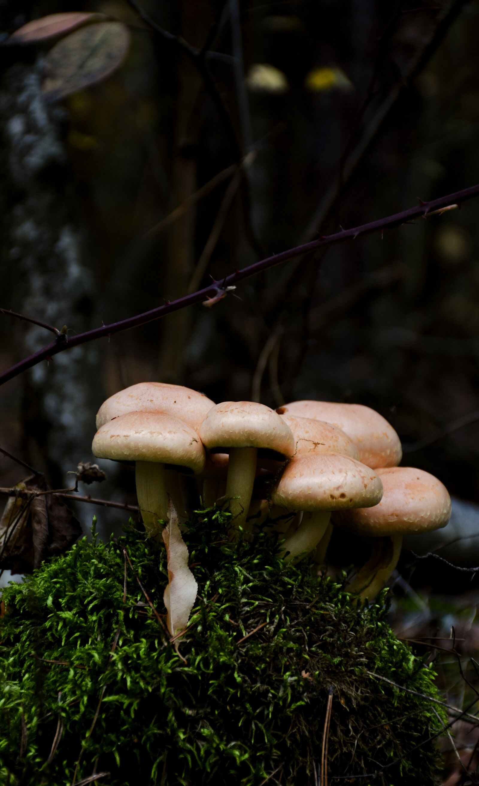 Nikon D7200 sample photo. Mushrooms, forest, nature photography