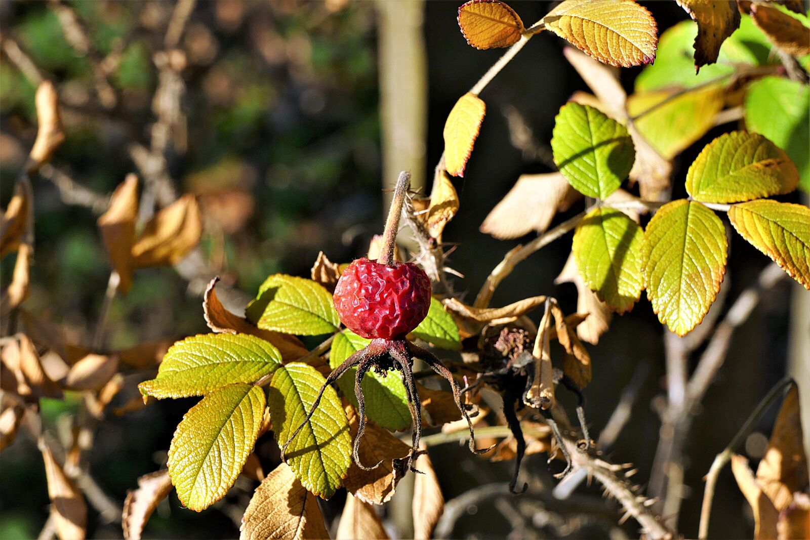 Panasonic Lumix DMC-FZ1000 sample photo. Rose hip, wild rose photography