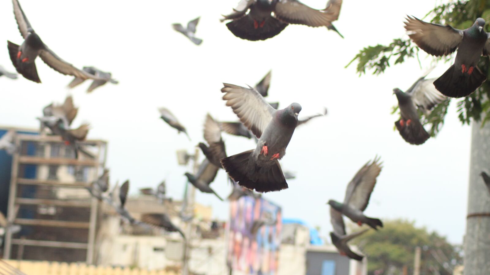 Canon EOS 700D (EOS Rebel T5i / EOS Kiss X7i) sample photo. Bird, dove, flying photography