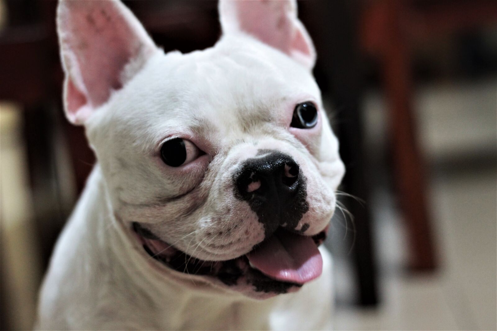 Canon EOS 7D sample photo. Dog, french bulldog, pet photography