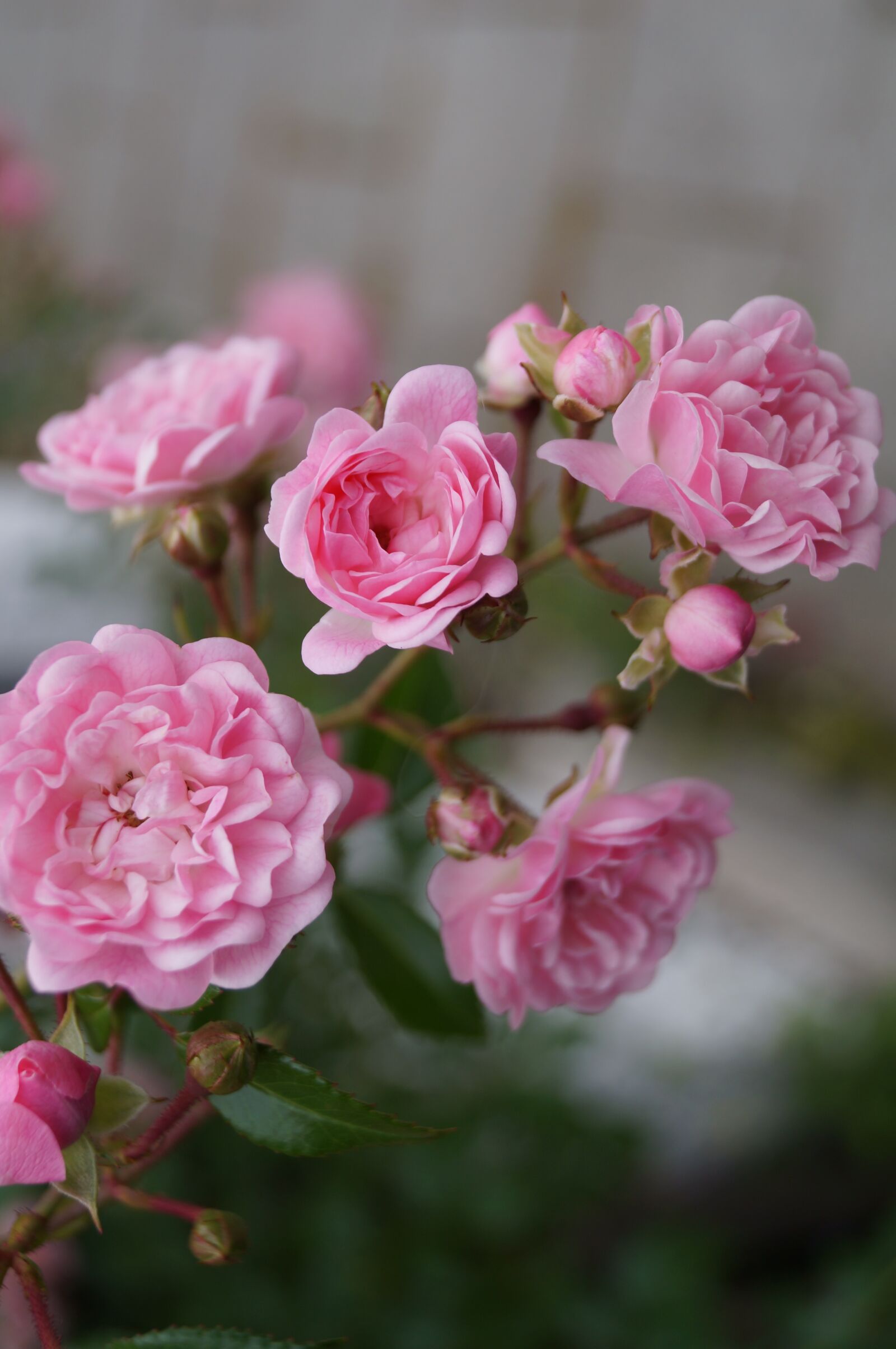 Sony SLT-A37 + Sony DT 18-55mm F3.5-5.6 SAM sample photo. Rose, flower, blossom photography