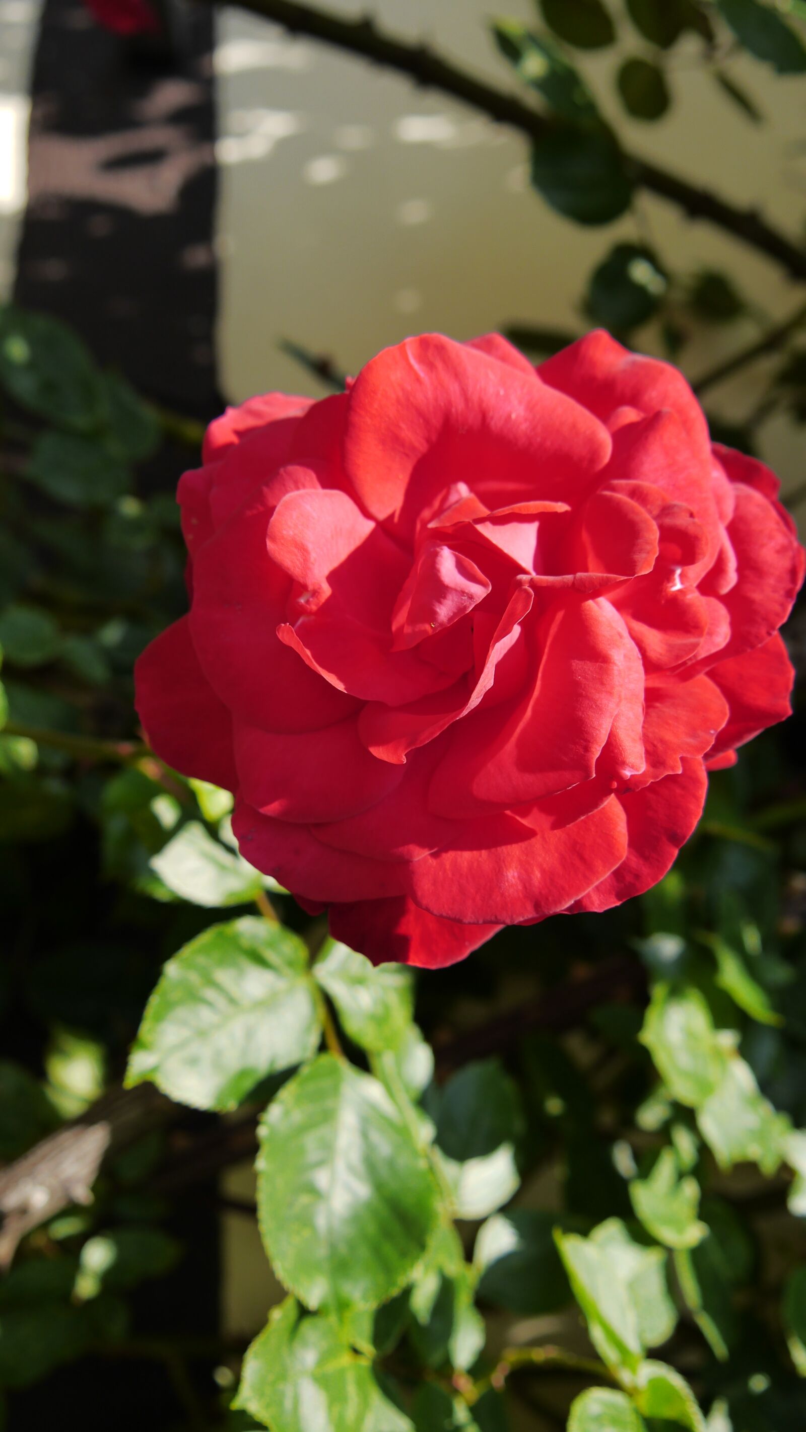Panasonic Lumix DMC-GH3 sample photo. Rose, red, flower photography