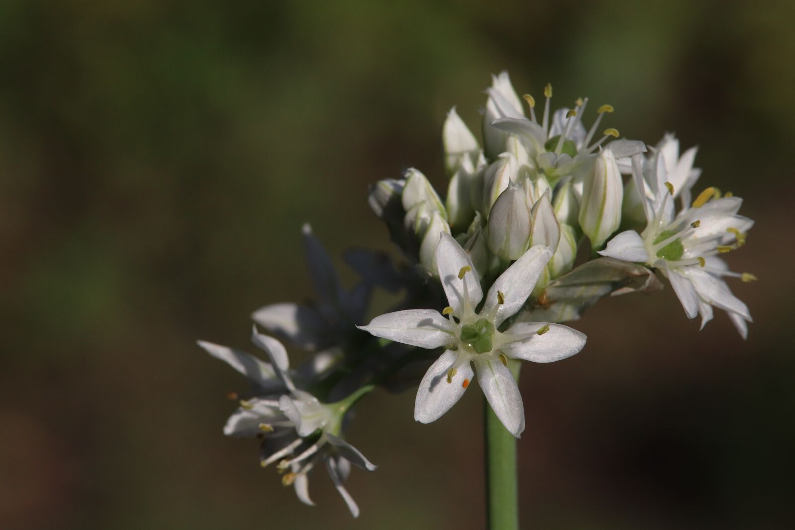Canon EOS 800D (EOS Rebel T7i / EOS Kiss X9i) sample photo. Onion blossom, nature recording photography
