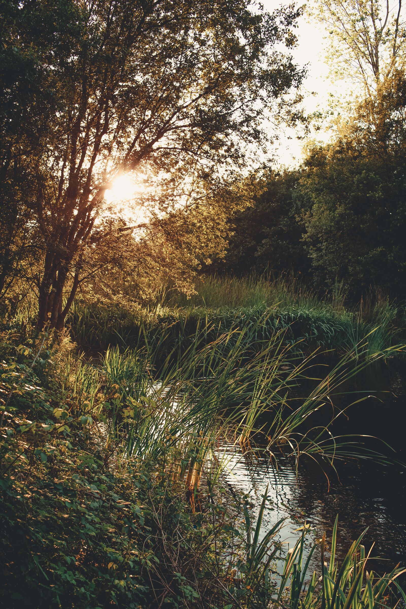 Canon EOS 6D sample photo. Sunset, light, leaf photography
