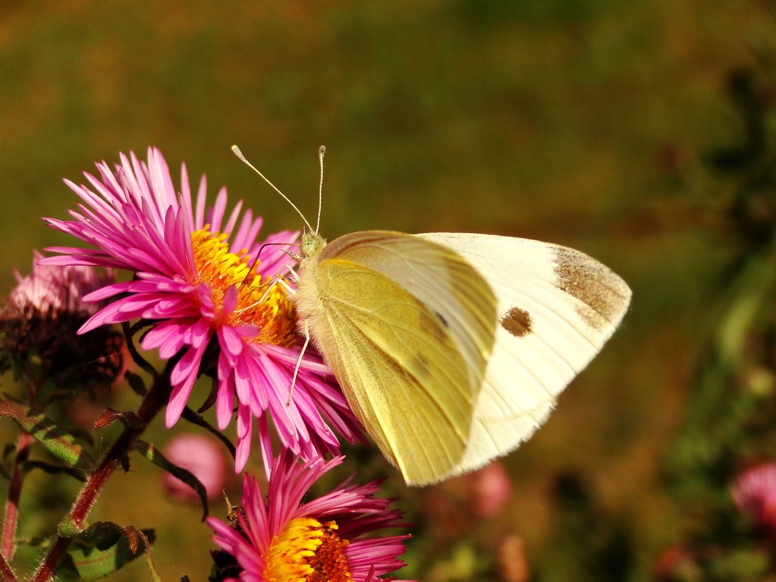 Sony Cyber-shot DSC-HX1 sample photo. Nature, butterfly day, insect photography