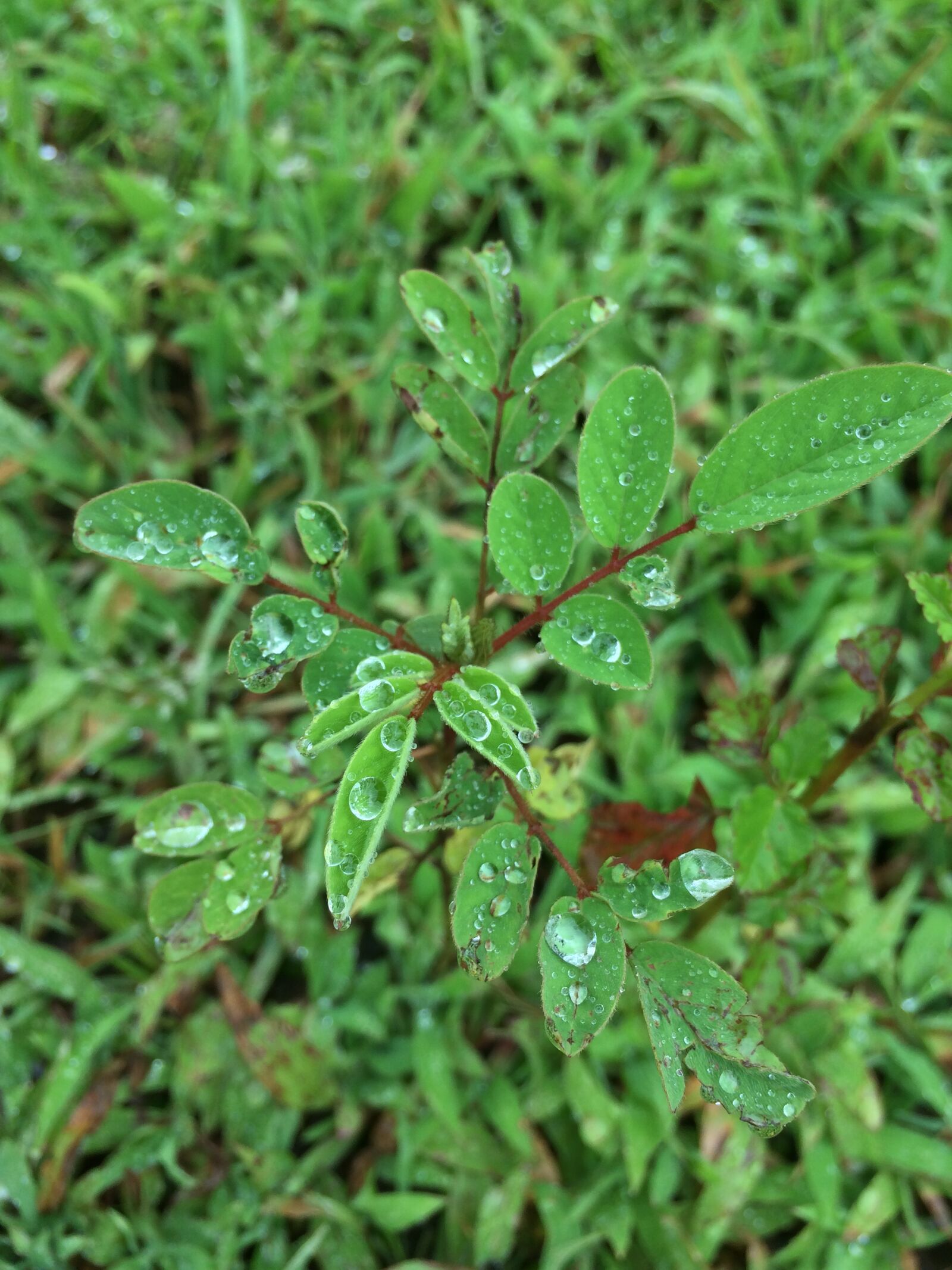 Apple iPhone 5s sample photo. Dew drops, drops, droplets photography