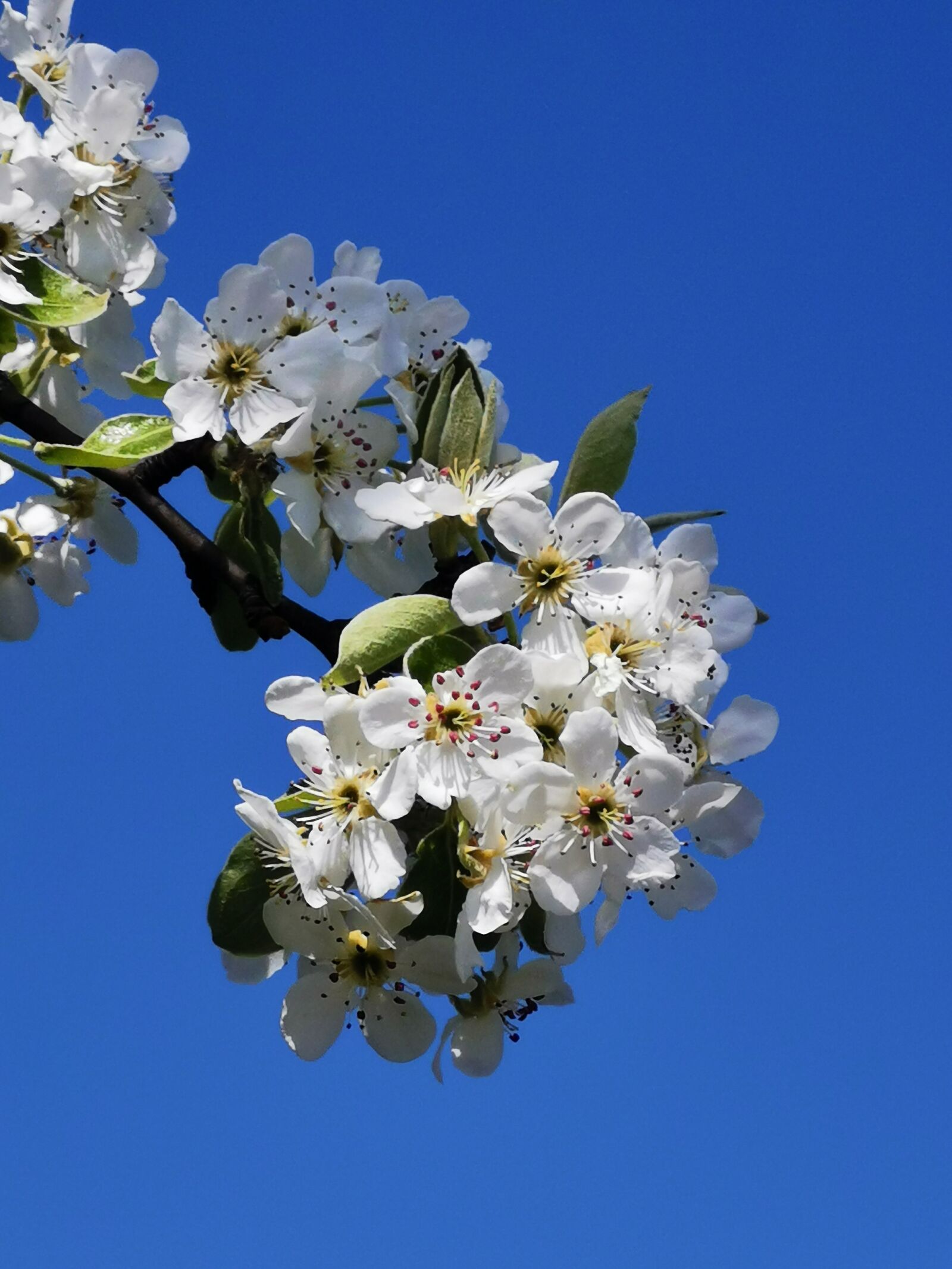 HUAWEI P30 sample photo. Flowers, tree, apple blossom photography