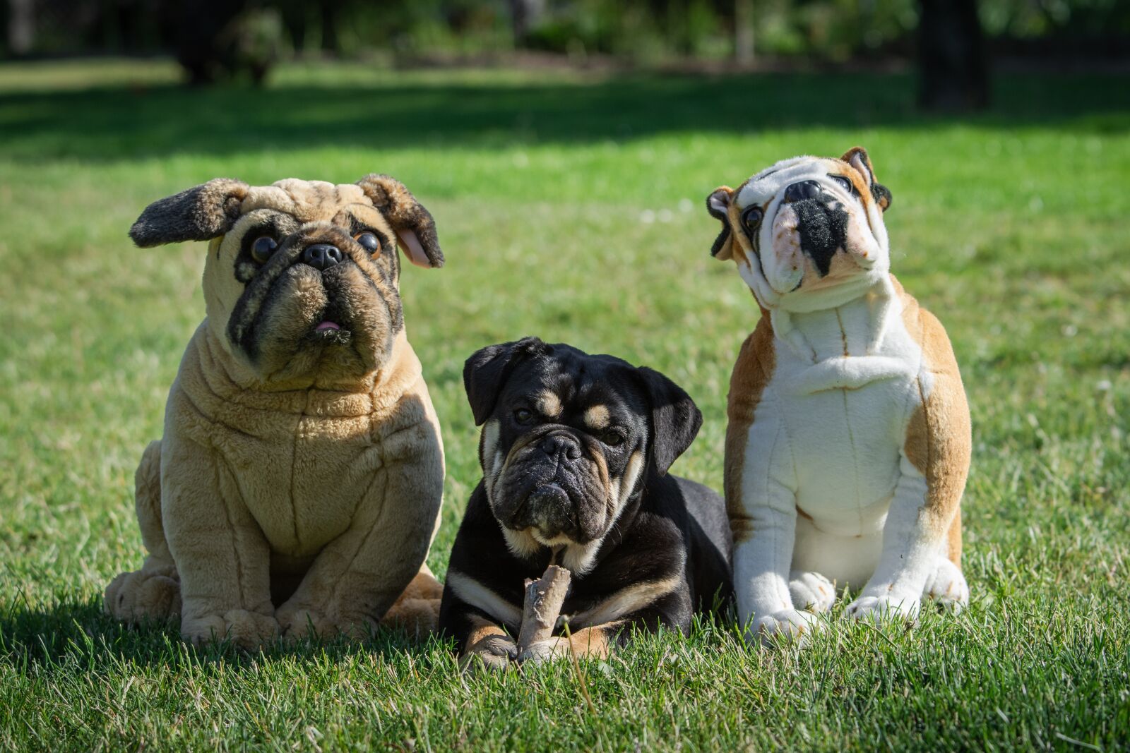 Nikon D7200 sample photo. Dog, bulldog, portrait photography