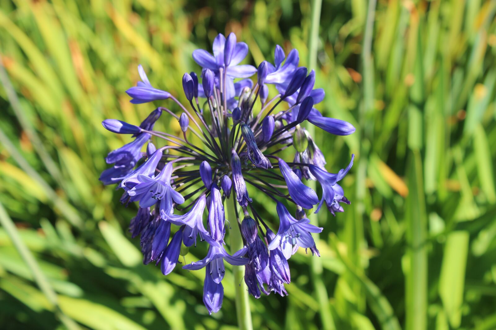 Canon EOS 600D (Rebel EOS T3i / EOS Kiss X5) sample photo. Purple flower, summer, vancouver photography