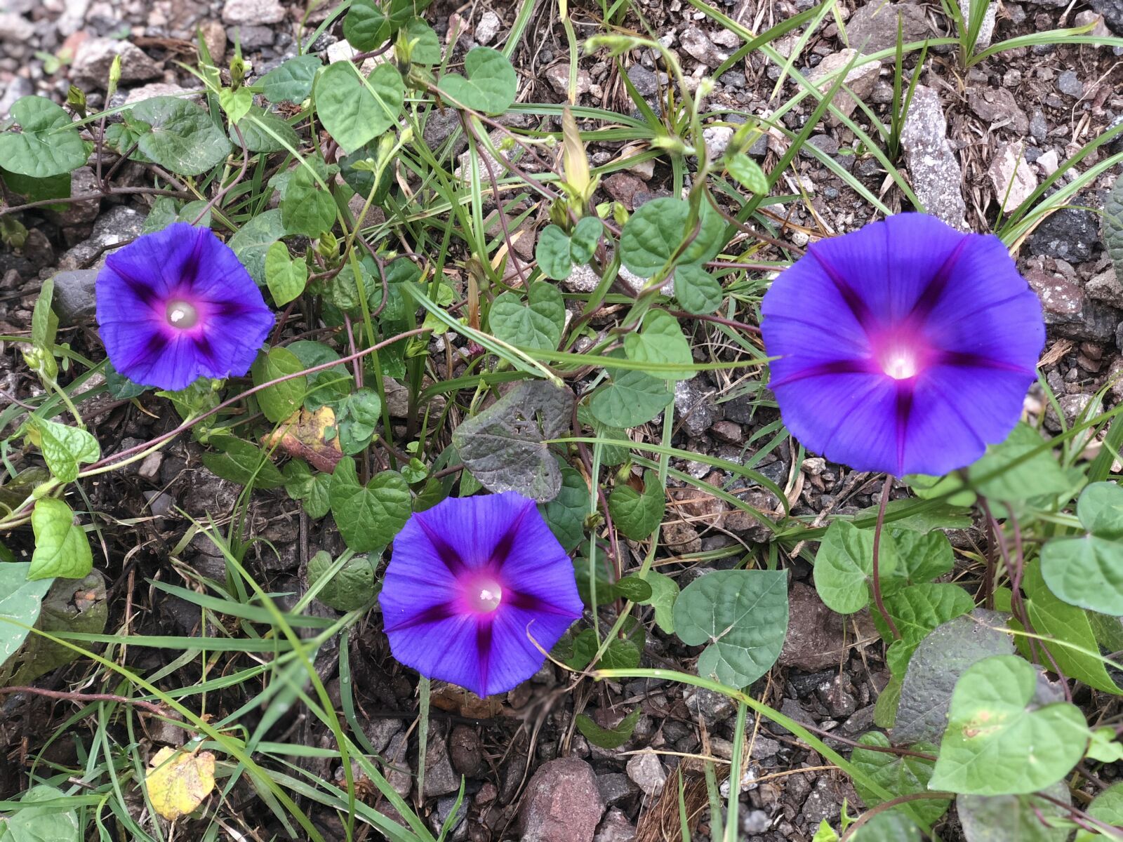 iPhone X back dual camera 6mm f/2.4 sample photo. Flowers, nature, spring photography
