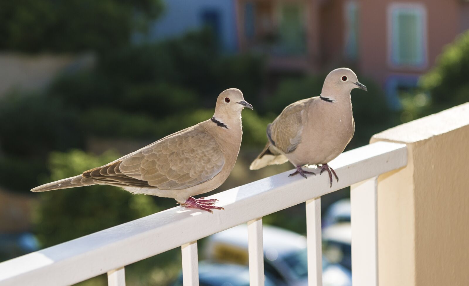 Nikon D3S sample photo. Dove, bird, quiet photography