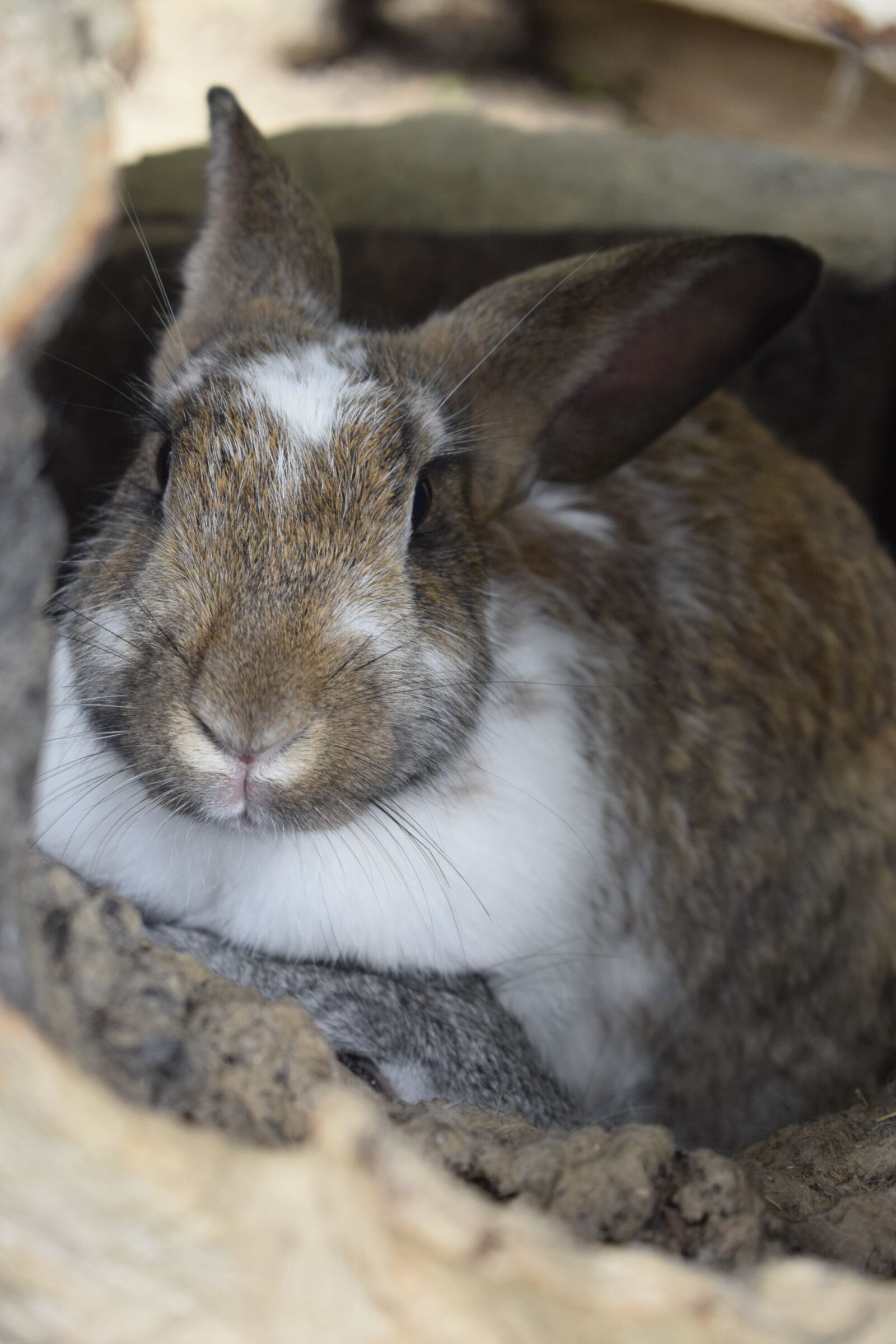 Nikon D3300 sample photo. Rabbit, animals, farm photography