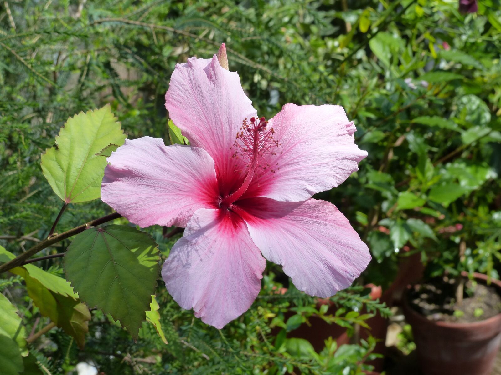 Panasonic Lumix DMC-FZ200 sample photo. Flower, hibiscus, close up photography