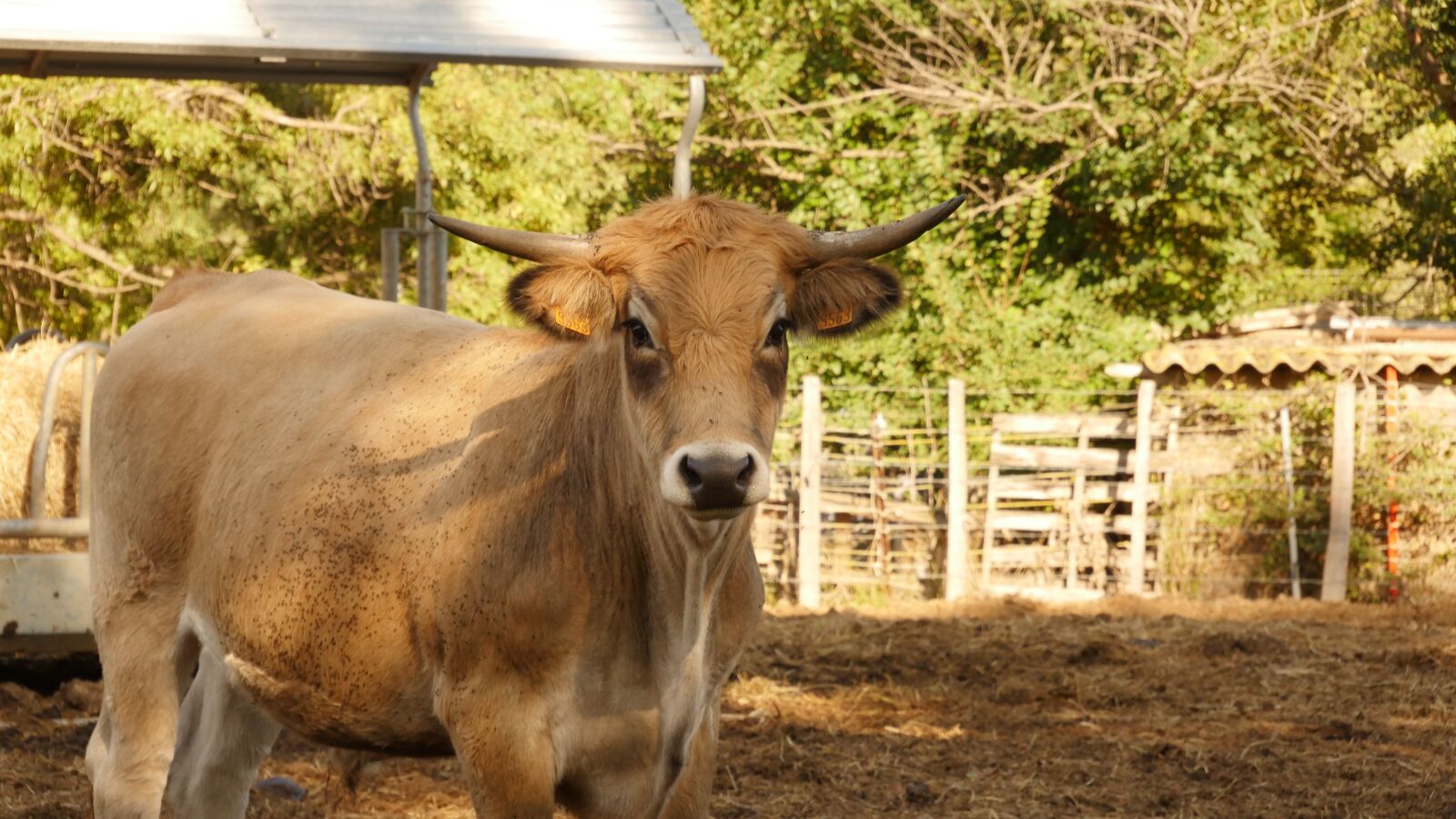 Panasonic Lumix DMC-GH4 sample photo. Cow, farm, animal photography
