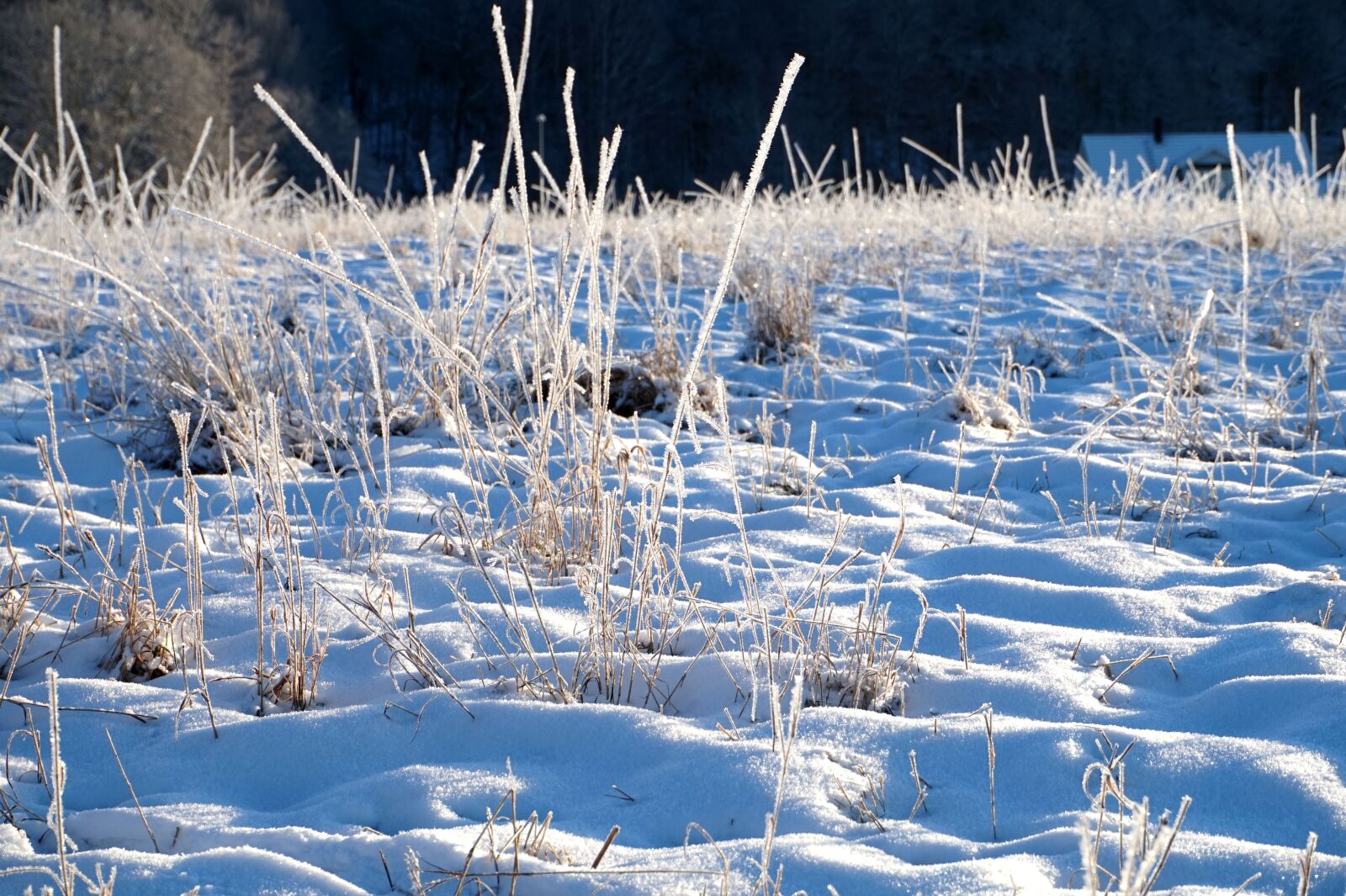Sony Alpha a5000 (ILCE 5000) sample photo. Winter, snow, landscapes photography