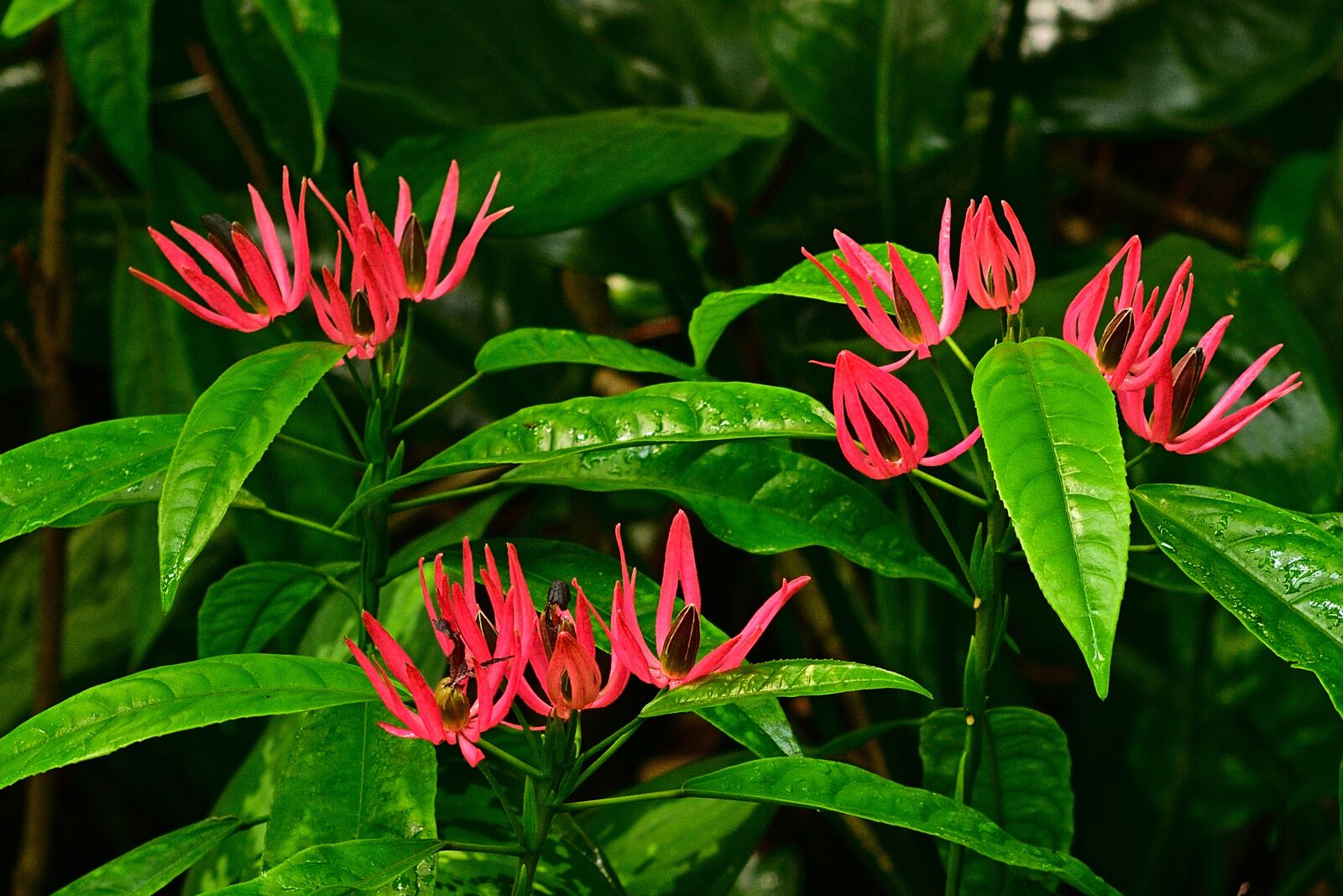 Nikon D5200 sample photo. Blossom, bloom, tropics photography