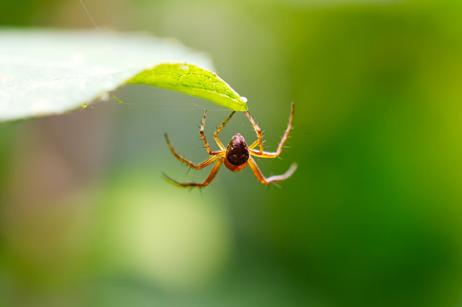 Canon EF-S 60mm F2.8 Macro USM sample photo. Spider, insect, nature photography