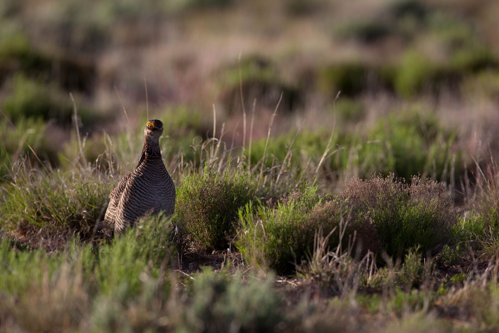 Canon EOS 5D Mark II sample photo. Female, bird, lesser, prairie photography