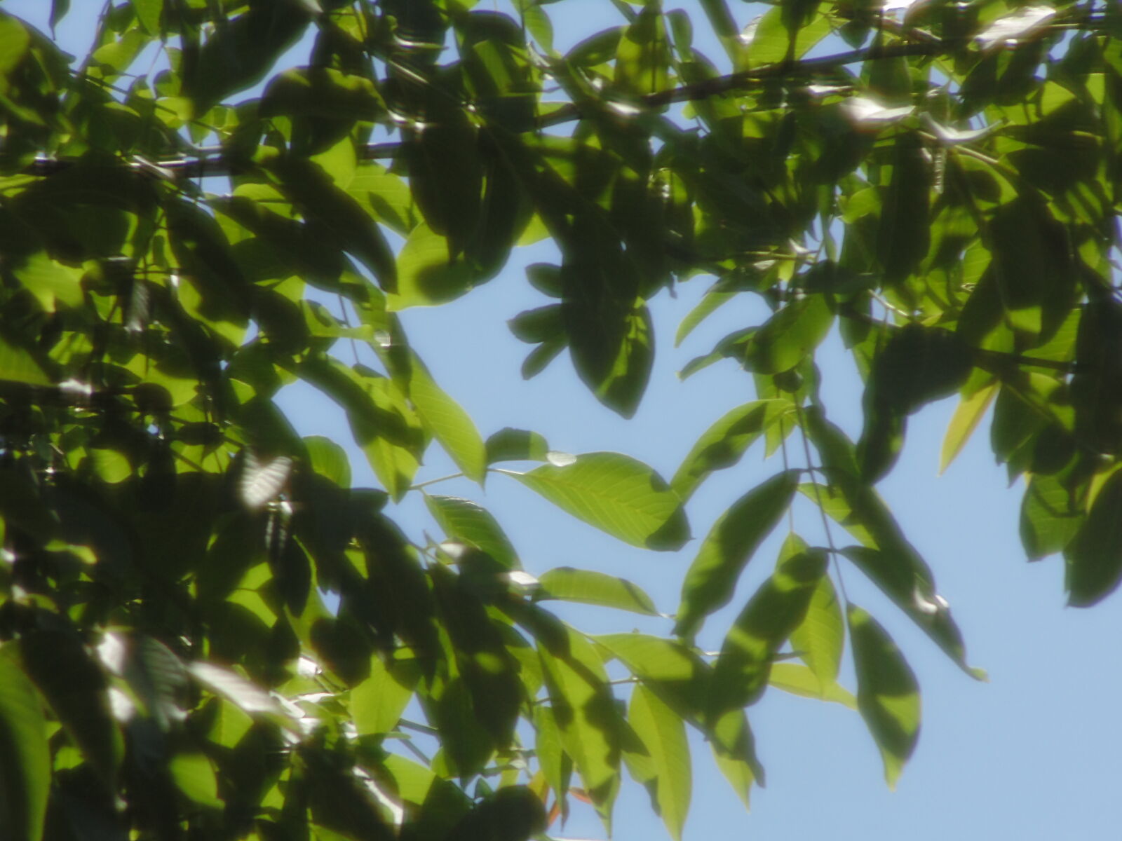 Sony DSC-H100 sample photo