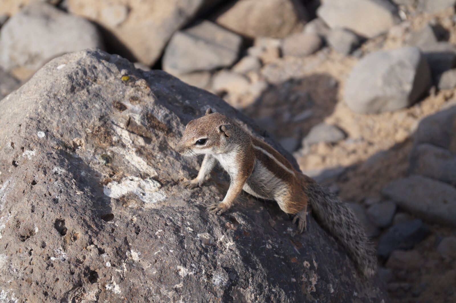 Sony DT 18-55mm F3.5-5.6 SAM II sample photo. Fuerteventura, island, holidays photography