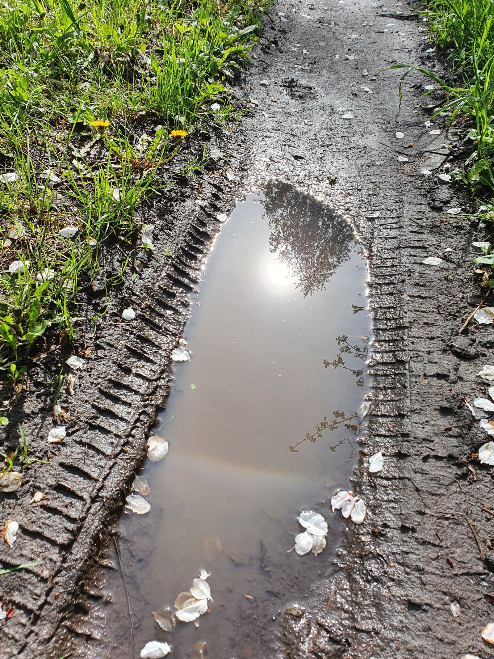 Samsung Galaxy S10 sample photo. Swamp, puddle, water photography
