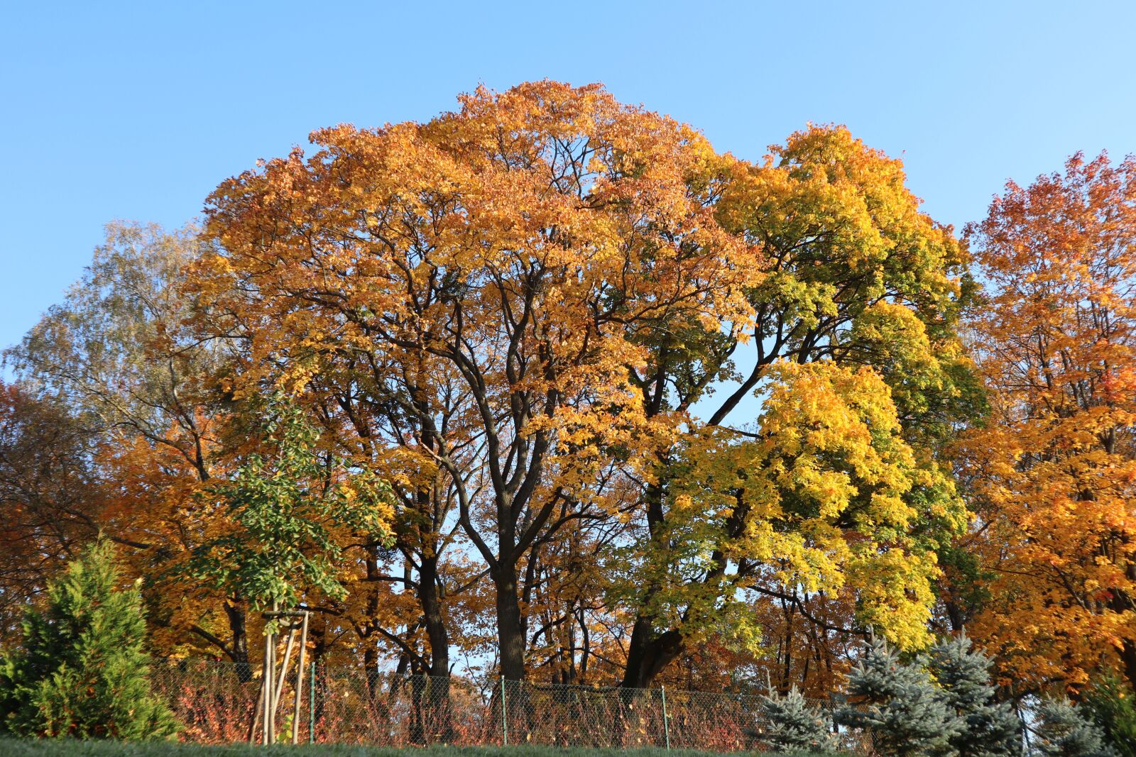 Canon EOS M50 (EOS Kiss M) sample photo. Autumn, tree, landscape photography