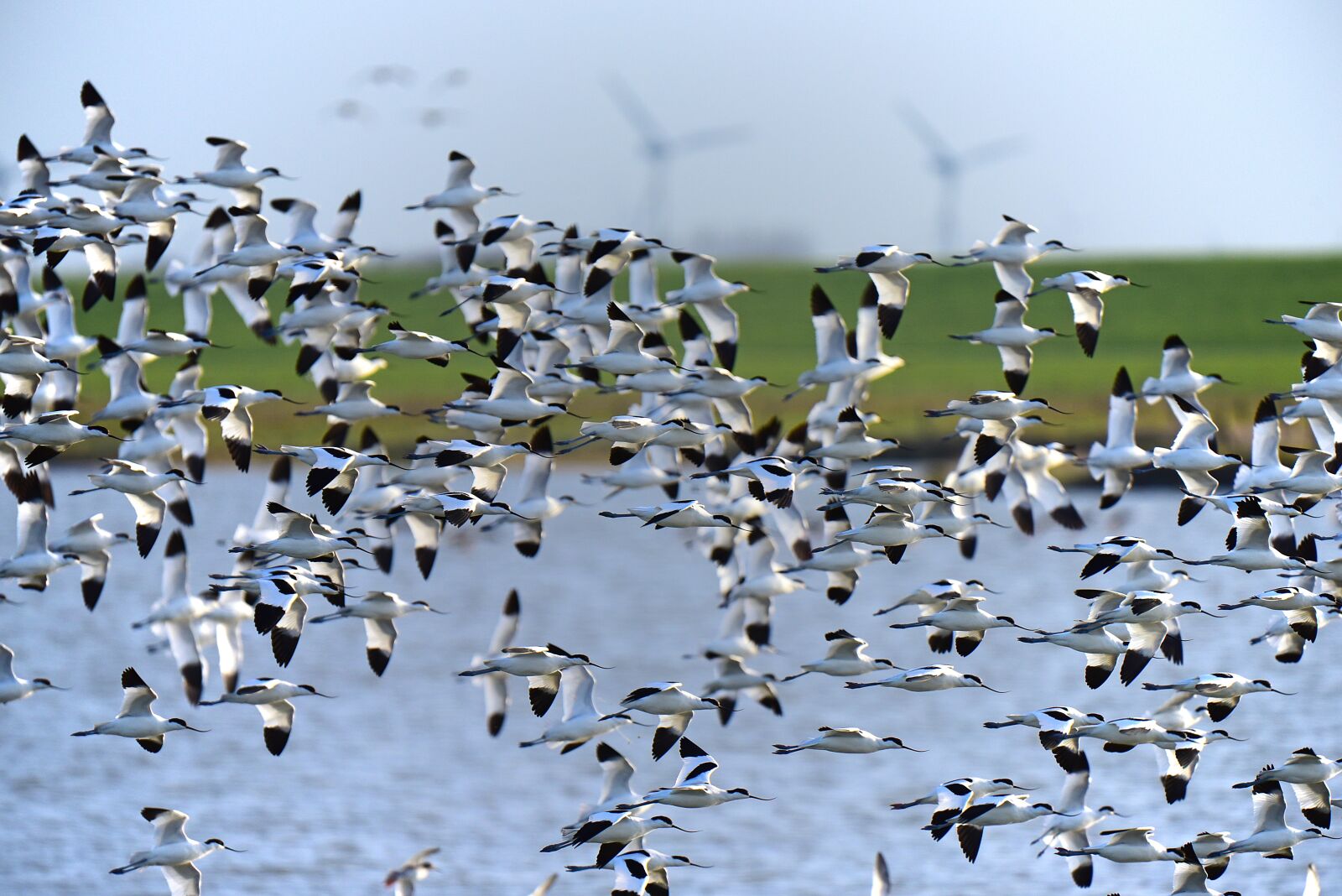 Nikon D750 sample photo. Avocet, north sea, bird photography