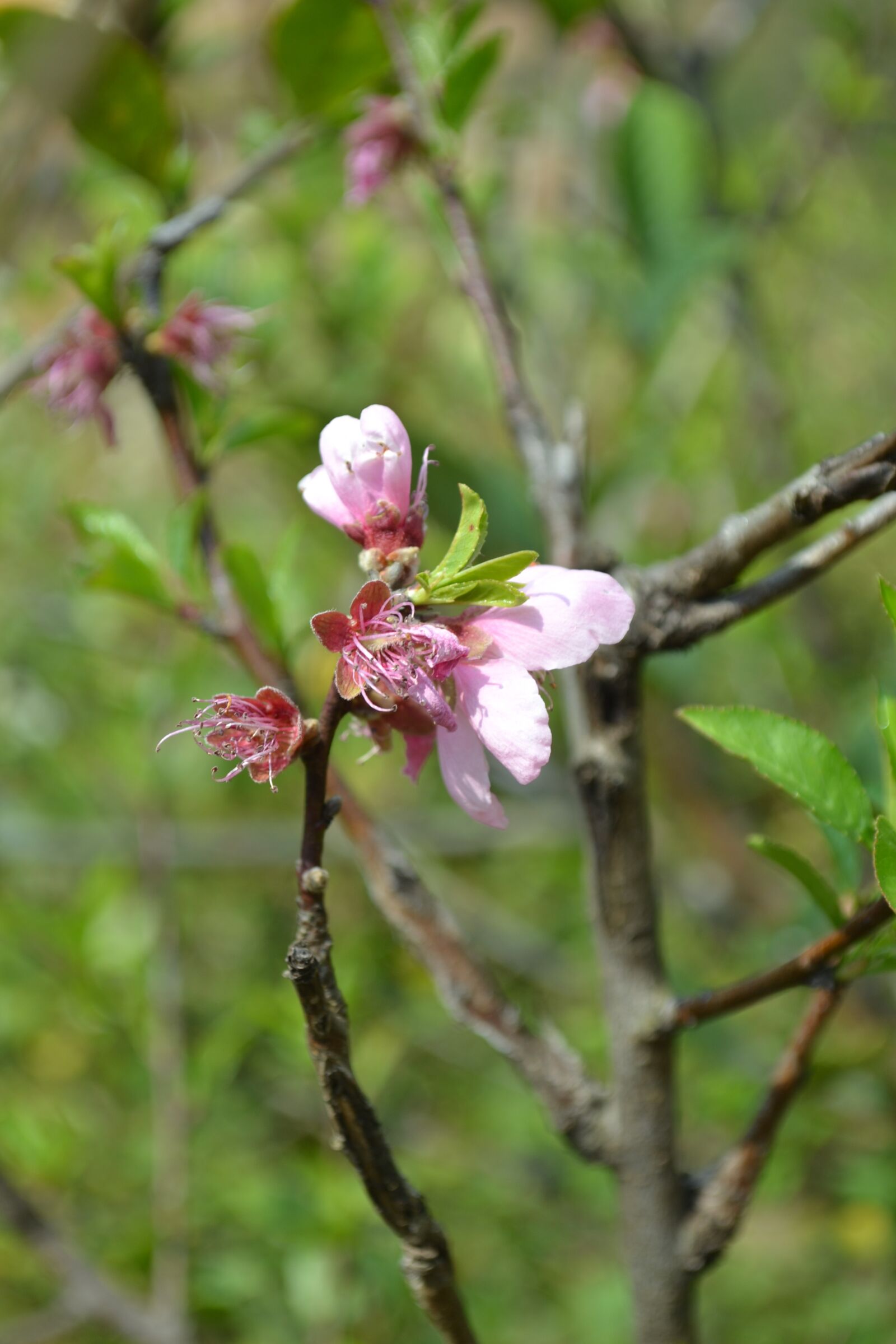 Nikon D3100 sample photo. Flower, nature, blossom photography