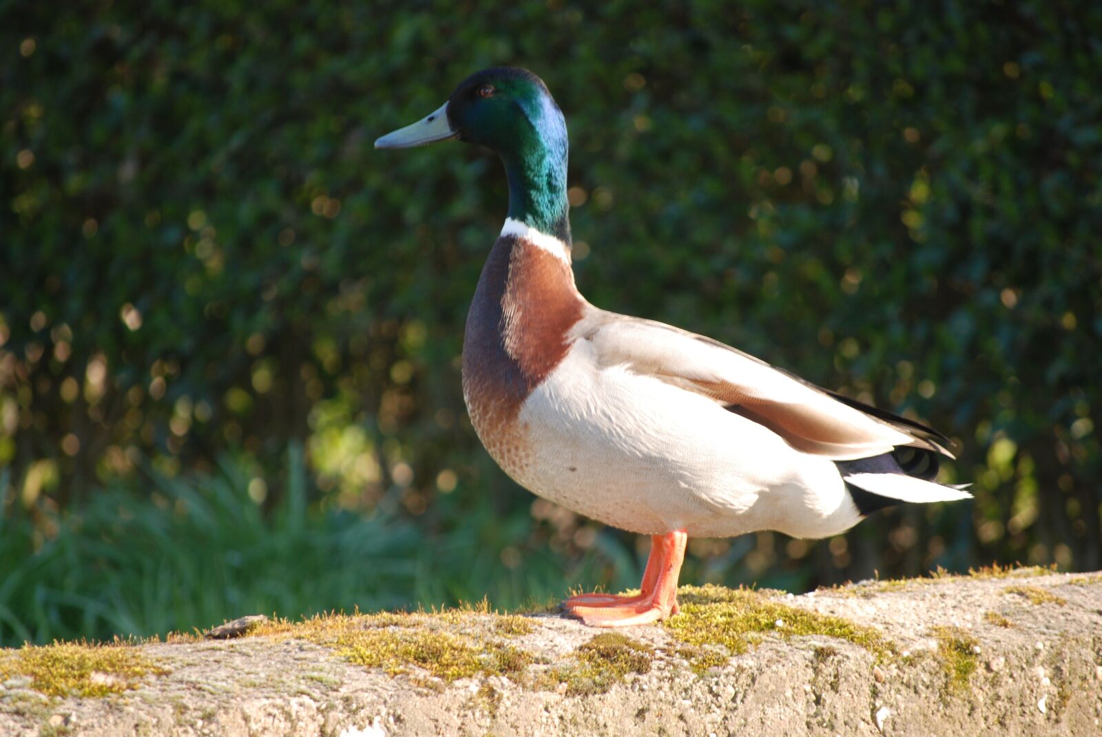 Nikon D80 sample photo. Duck, mallard, drake photography