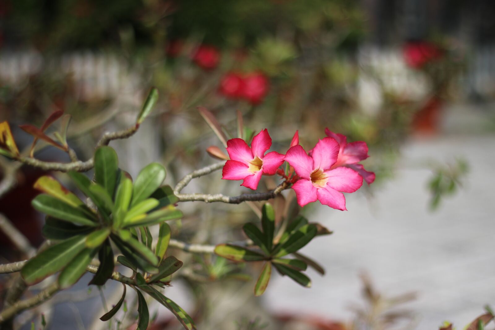 Canon EOS 600D (Rebel EOS T3i / EOS Kiss X5) + Canon EF 50mm F1.8 II sample photo. Flower, natural, flowers bloom photography