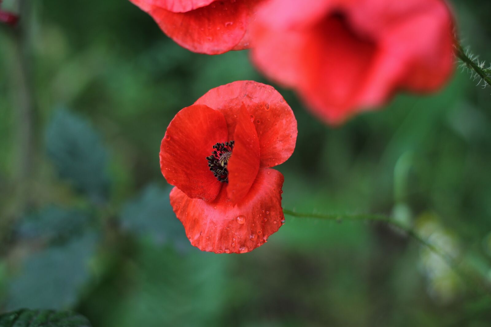 Canon EOS 1100D (EOS Rebel T3 / EOS Kiss X50) + Canon EF 50mm F1.8 II sample photo. Red weed, poppy, poppyhead photography