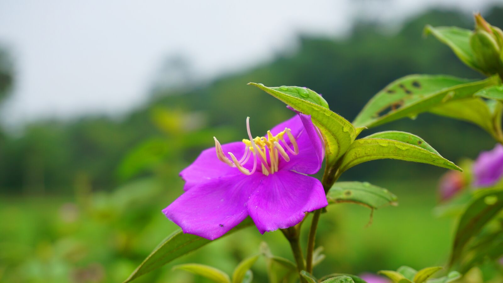 Sony a6000 sample photo. Flower, bloom, purple flower photography