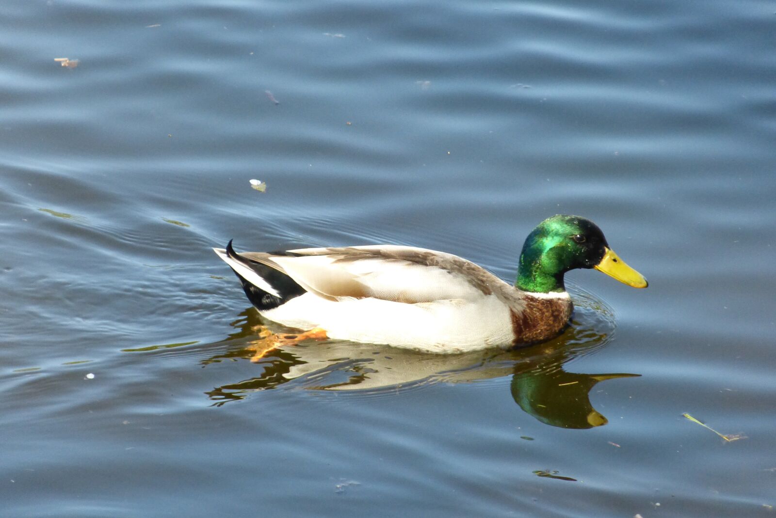 Panasonic Lumix DMC-FZ150 sample photo. Water, channel, duck photography
