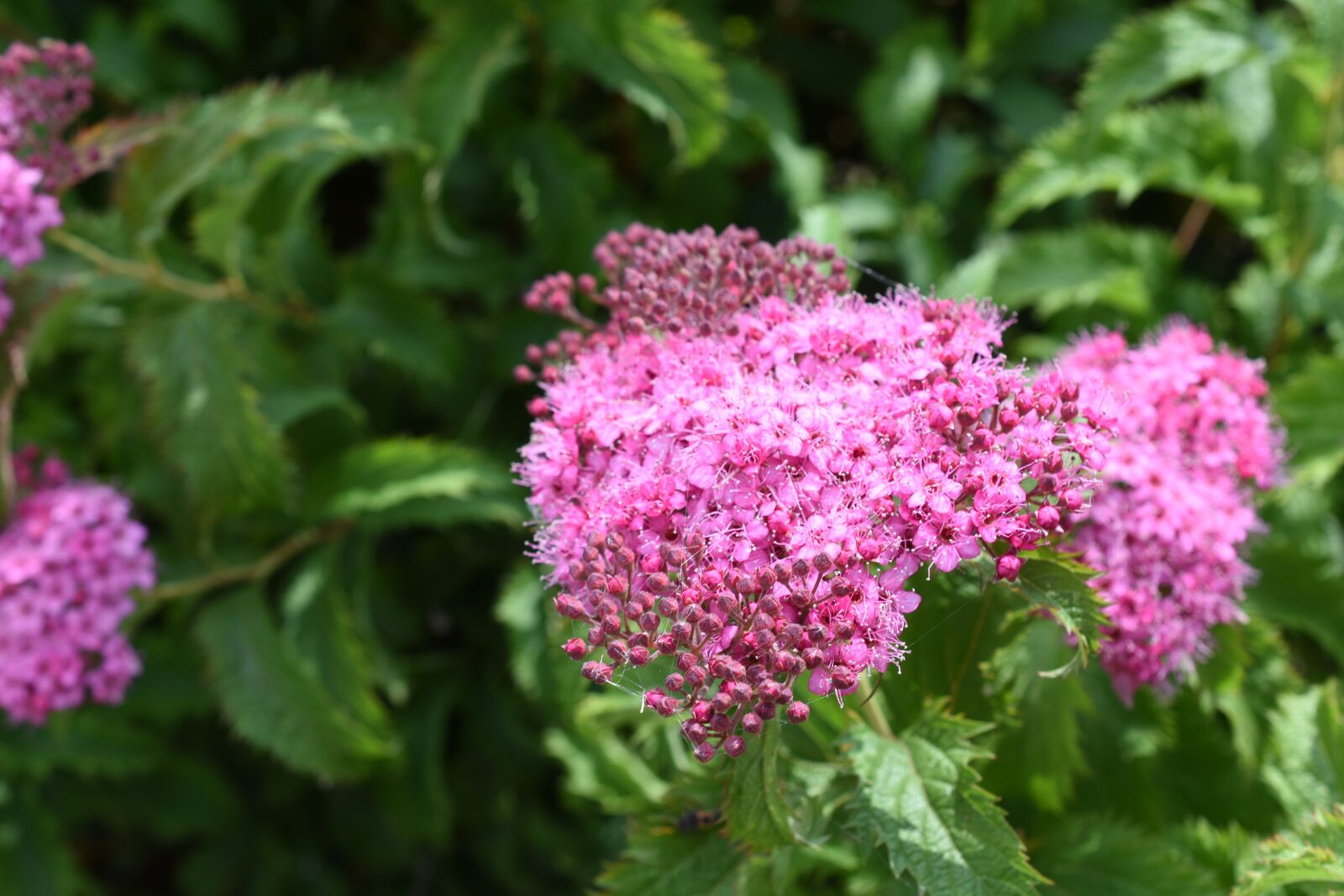 Nikon D7200 sample photo. Affix, hangang park, flowers photography