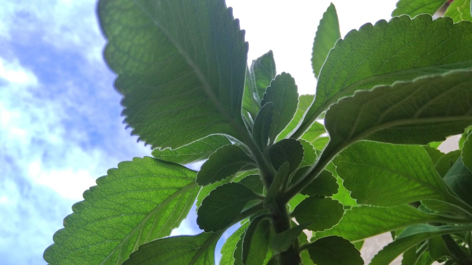 Xiaomi MIX sample photo. Plant, tea, boldo photography