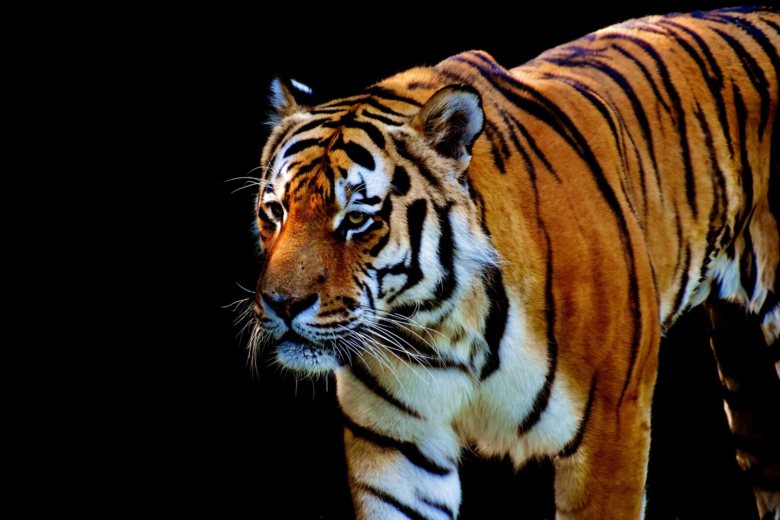 Nikon D7200 sample photo. Tiger, predator, fur photography
