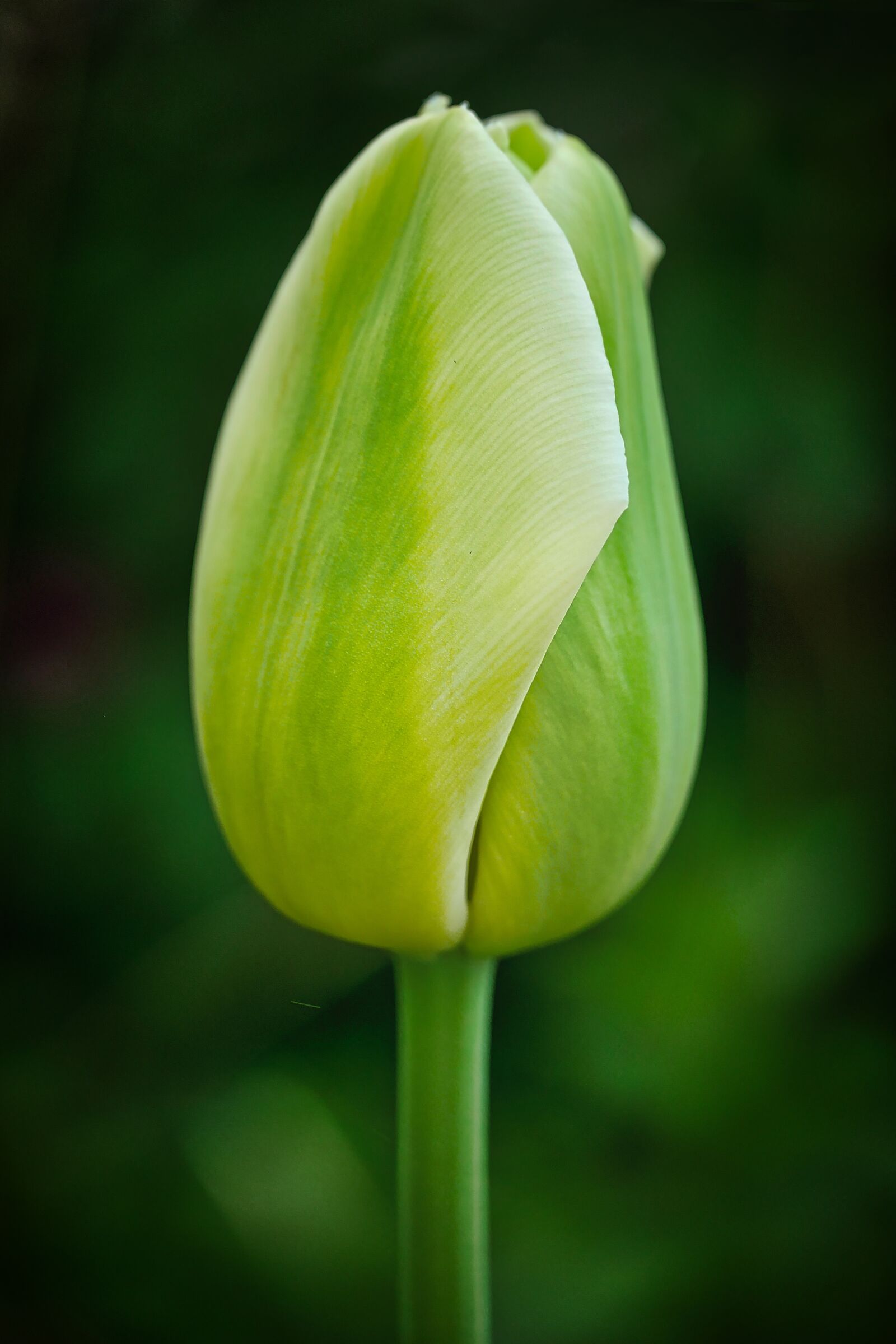 Panasonic Lumix DMC-GX8 sample photo. Nature, flower, leaf photography