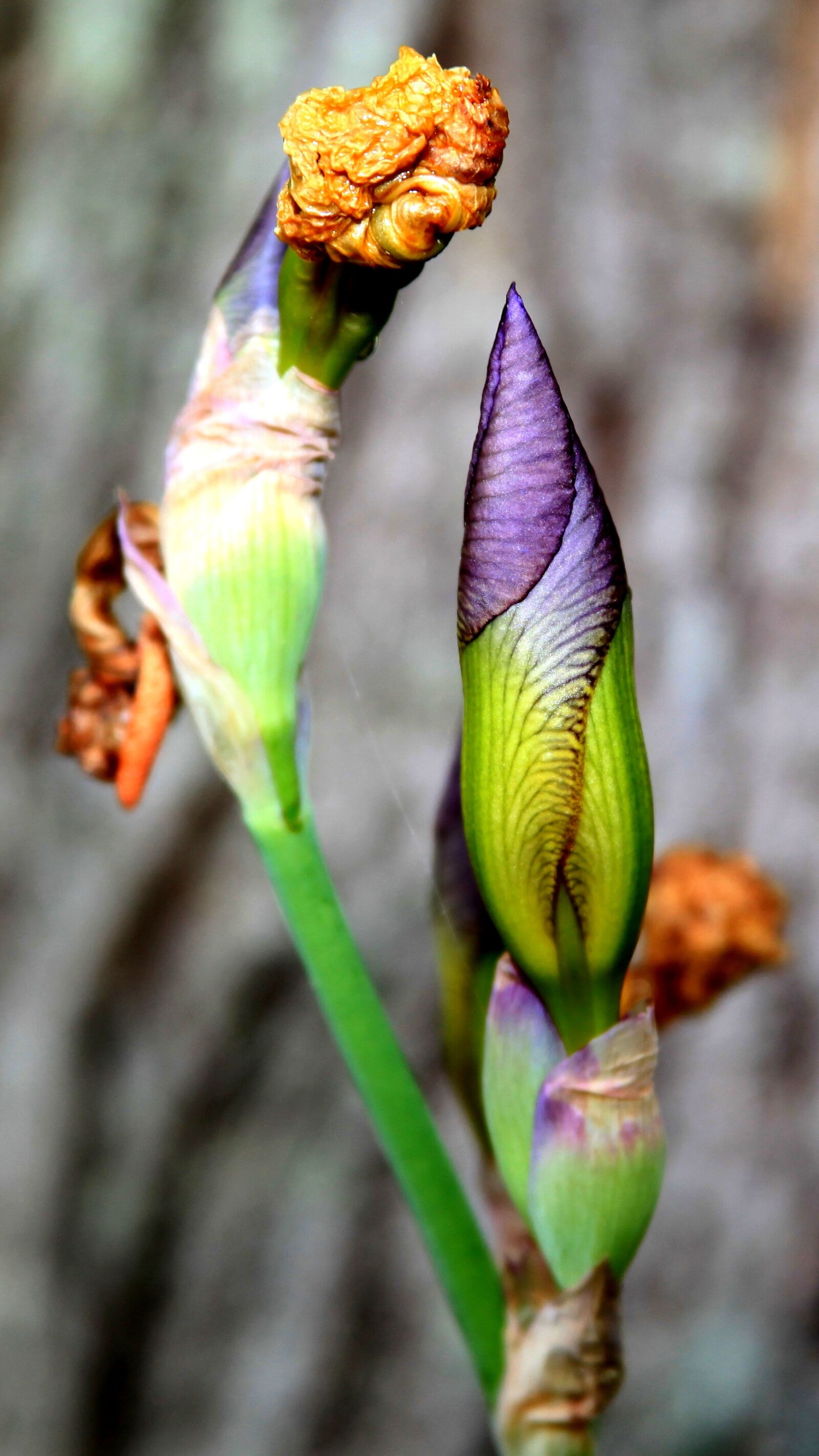 Canon EOS 5D Mark II sample photo. Nature, flowers, spring photography