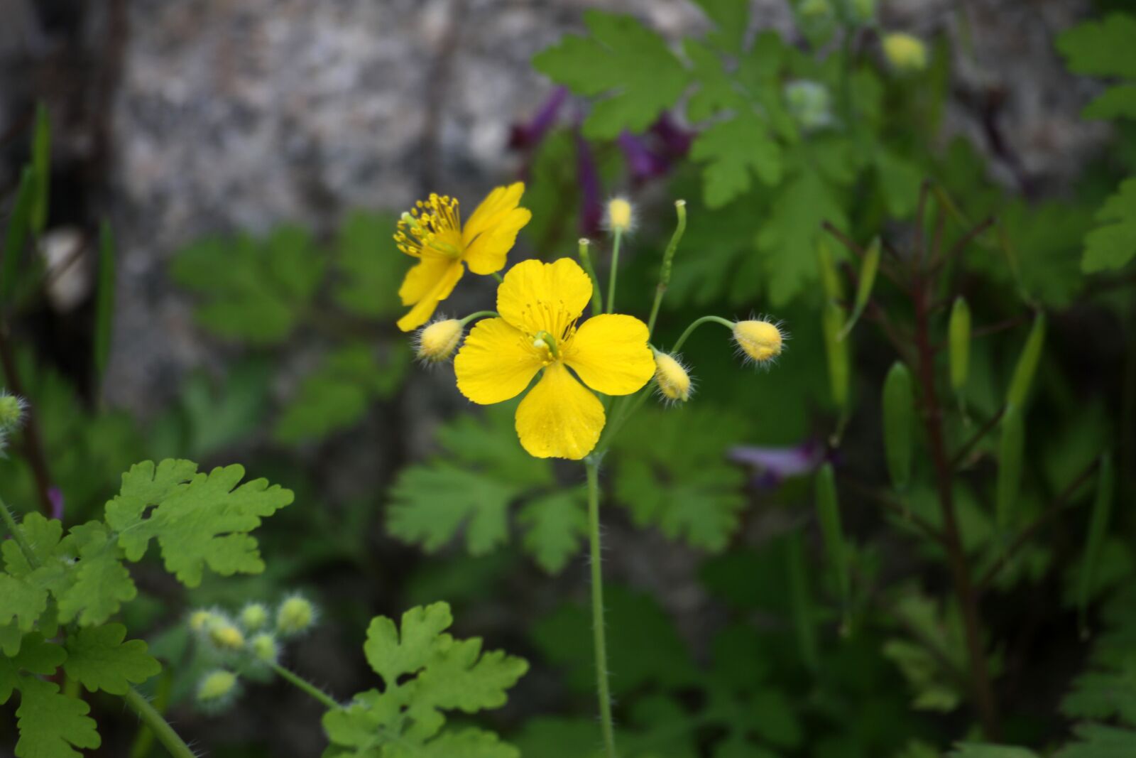 Canon EOS 50D sample photo. Yellow flower, avoid sprouts photography